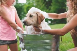日常小朋友接触宠物后，第一时间要带去洗手