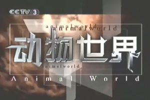 纪录片《动物世界》全100集(赵忠祥播讲)高清视频/资源合集【百度云网盘下载】