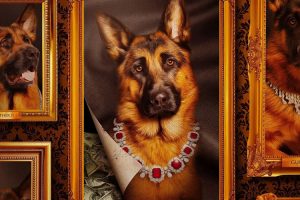 纪录片《亿万富犬》全4集(MP4/3.31GB)高清视频/英音中字/资源合集【百度云网盘下载】