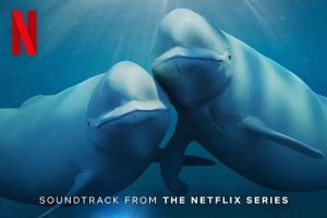 纪录片《我们的海洋(2024)》全5集(MP4/10.58GB)高清视频/原声中字/资源合集【百度云网盘下载】